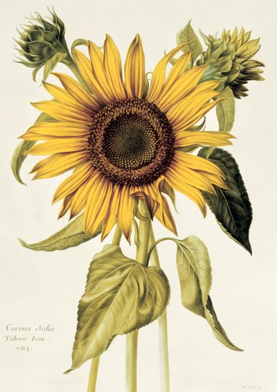Helianthus Annuus（Sunflower）no.71 from &39;Velins du Roi Vol.36&39;、c.1666-85（wc on vellum） 作： Nicolas Robert