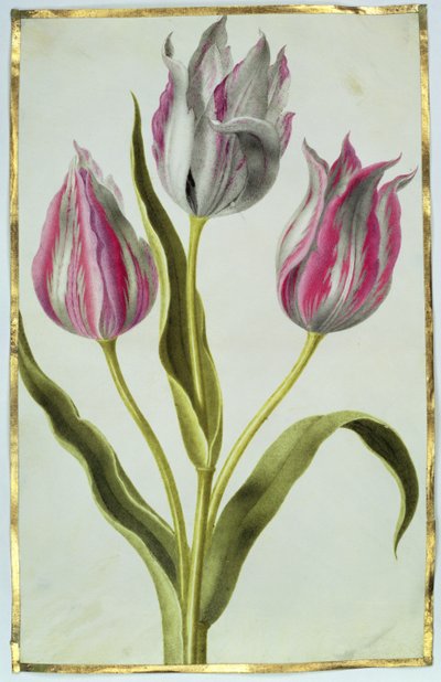 チューリップ、1675年頃（ベラムのガッシュ） 作： Nicolas Robert