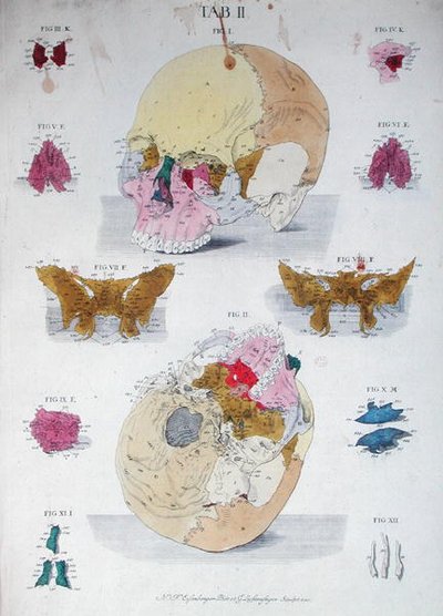 クリストフ・ヤコブ・トゥルー（1695-1769）の「Tabulae Osteologicae」より、G.リヒテンシュテーガーが彫刻した頭蓋骨の骨たち。 作： Nikolaus Friedrich (after) Eisenberger