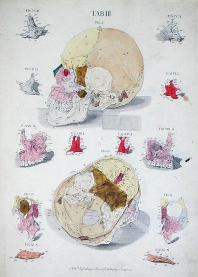 クリストフ・ヤコブ・トゥルー（1695-1769）の「Tabulae Osteologicae」より、G.リヒテンシュテーガーが彫刻した頭蓋骨の骨たち。 作： Nikolaus Friedrich (after) Eisenberger