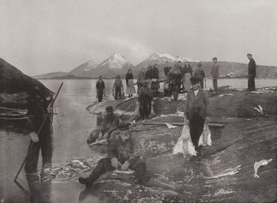 クリップフィッシュの洗浄 作： Norwegian Photographer