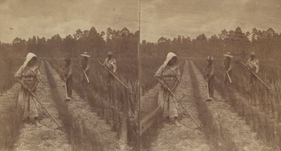 ホーイング・ライス、1876～1888年。 作： O. Pierre Havens