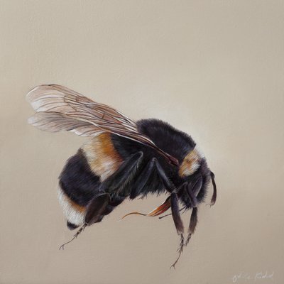 Bombus terrestis 8, 2013 (アクリル、木) 作： オディール・キッド