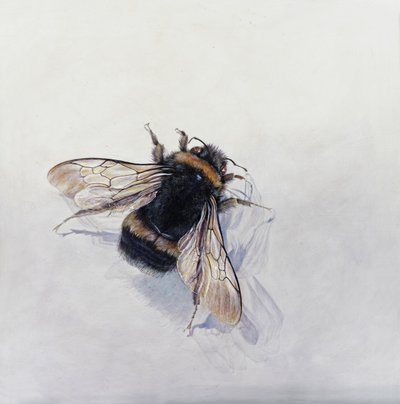 Bombus terrestris 11 （アクリル、ジェッソウッド） 作： オディール・キッド