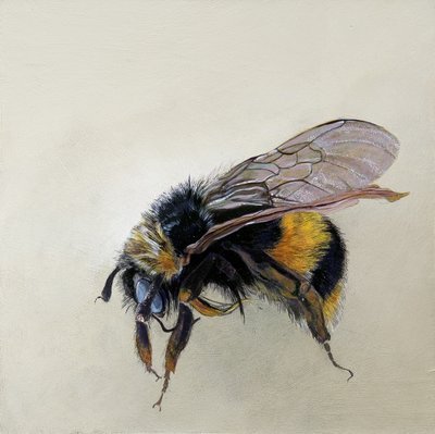 Bombus terrestris 1 (b), 2008 (アクリル、木) 作： オディール・キッド