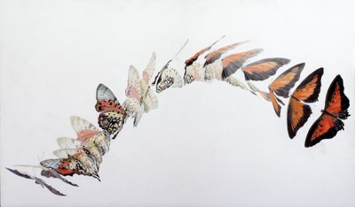 Charaxes zingha flight pattern, 2016（アクリル、ジェッソウッド） 作： オディール・キッド