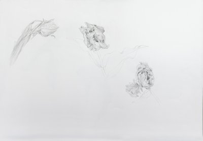 Estella rijnveld 1, 2013（カートリッジ紙に鉛筆） 作： オディール・キッド