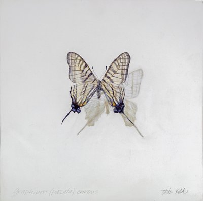 Graphium (Pazala) eurosus, 2014 (アクリル、ジェッソを塗った木) 作： オディール・キッド