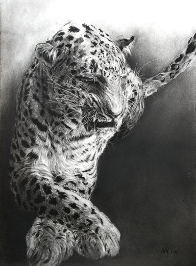 Panthera pardus 1, 2009 (ファブリアーノ紙に木炭とコンテ) 作： オディール・キッド