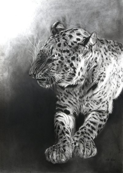 Panthera pardus 2, 2009 (ファブリアーノ紙に木炭とコンテ) 作： オディール・キッド
