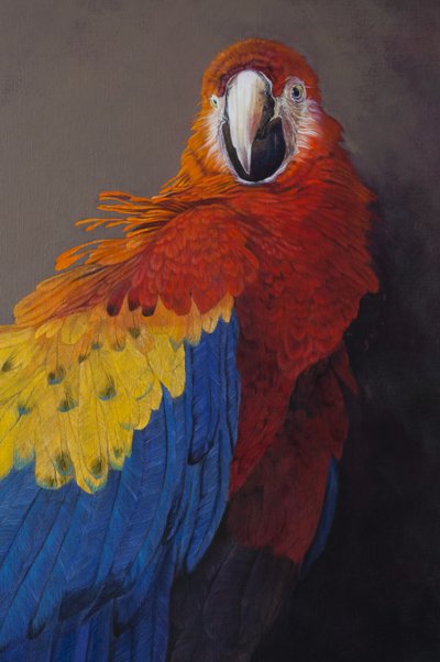 コンゴウインコ3（詳細）、2014年（アクリル、リネン） 作： オディール・キッド