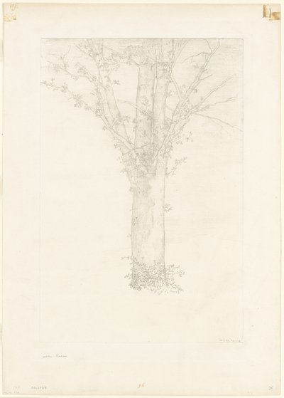木 作： Odilon Redon