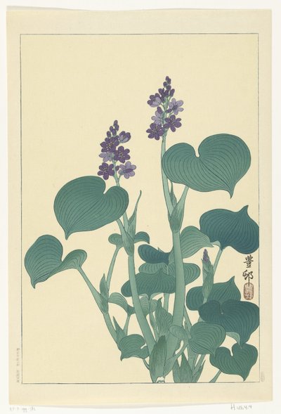 開花ギボウシ 作： Ohara Koson