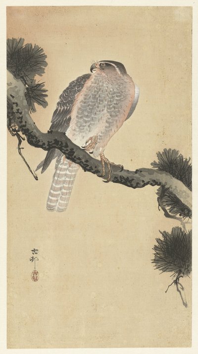 松の枝にタカ 作： Ohara Koson