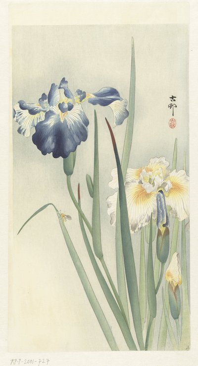 アイリス 作： Ohara Koson
