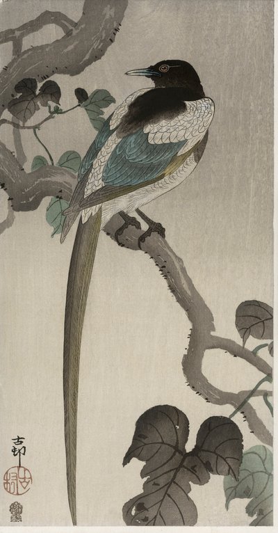 ポーウォルナの枝にとまるカササギ（カラー木版画 作： Ohara Koson