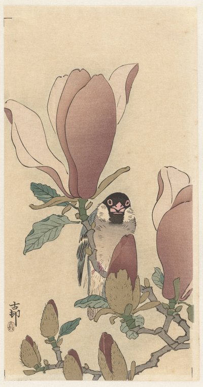 咲くマグノリアの枝にスズメ 作： Ohara Koson