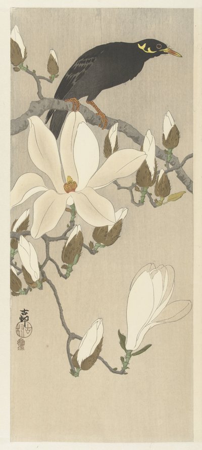 マグノリアの枝にいる九官鳥 作： Ohara Koson
