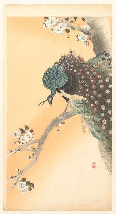 桜の木に孔雀 作： Ohara Koson