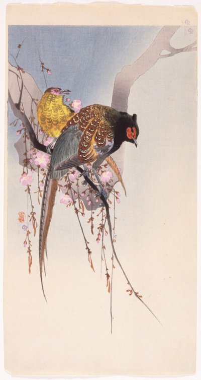 キジとハンギング チェリー (カラー木版画) 作： Ohara Koson