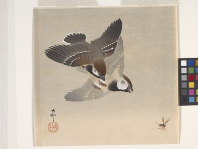 飛んでいる昆虫を追いかけるスズメ（カラー木版画） 作： Ohara Koson
