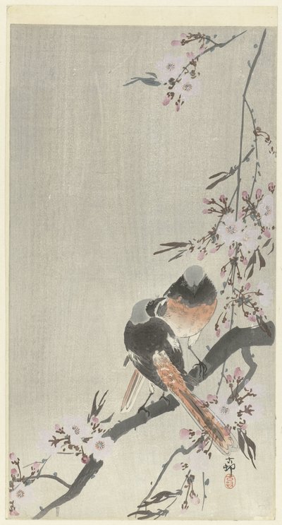 2 つの siegel redstarts と桜 作： Ohara Koson