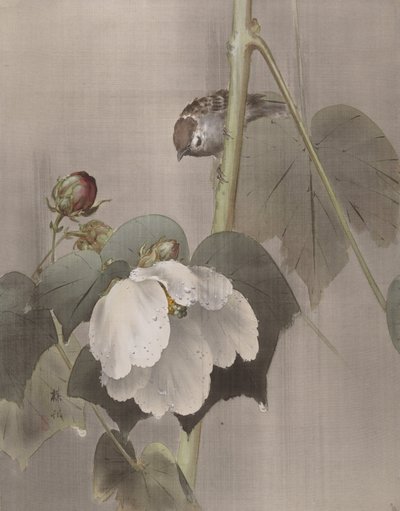 雨の中のコットン ローズ ゼニアオイ、カリフォルニア州。 1891-92。 作： Okada Baison