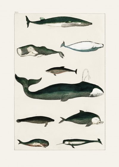 ヴィンテージのクジラのポスター 作： Oliver Goldsmith