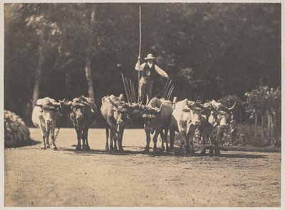 6頭の雄牛のチームとそのドライバー、c。 1853年。 作： Olympe Aguado