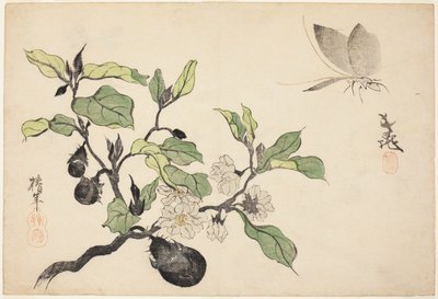 ナスの実と花 作： Onishi Chinnen