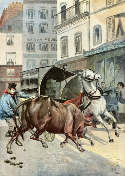 保護者から逃げ出す雄牛、1895年（イラスト） 作： オズワルド・トファニ