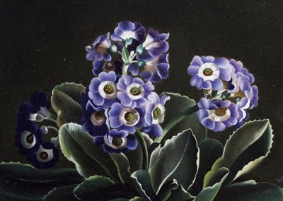 サクラソウの静物 作： Otto Didrik Ottesen
