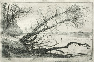 オールドシカモア、1877年。 作： Otto H. Bacher