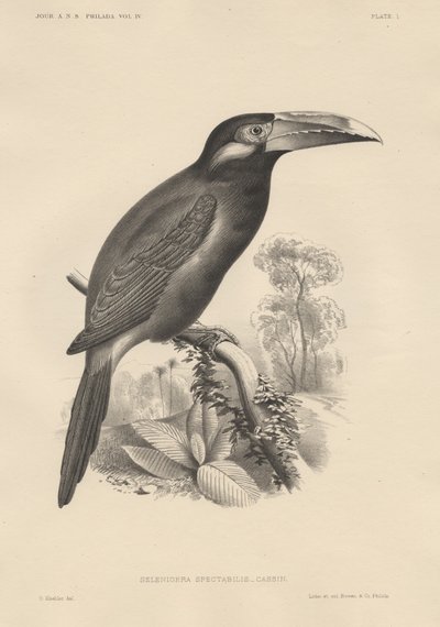 Selenidera Spectabilis、Bowen and Co.によるlitho、1850 作： Otto Koehler