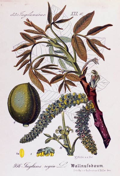 ペルシャのクルミまたはイングリッシュ クルミ (Juglans regia) の葉、果実、花、Otto Wilhelm Thome (1840-1925) 作 Flora von Deutschland, Osterreich und der Schweiz (ドイツ、オーストリア、スイスの植物相) 作： Otto Wilhelm Thome