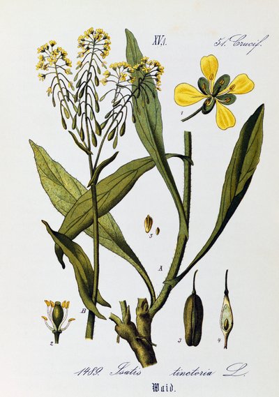 Woad または Glastum (Isatis tinctoria) の葉、果実、花、Otto Wilhelm Thome (1840-1925) 作 Flora von Deutschland、Osterreich und der Schweiz (ドイツ、オーストリア、スイスの植物相) 作： Otto Wilhelm Thome
