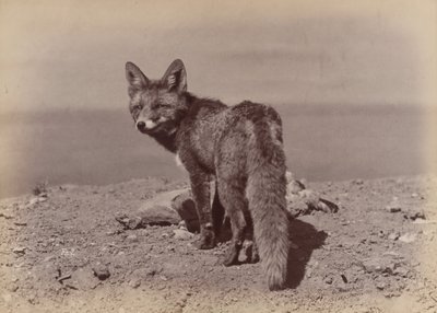 [キツネ]、1886年。 作： Ottomar Anschütz