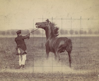 馬、1884年。 作： Ottomar Anschütz