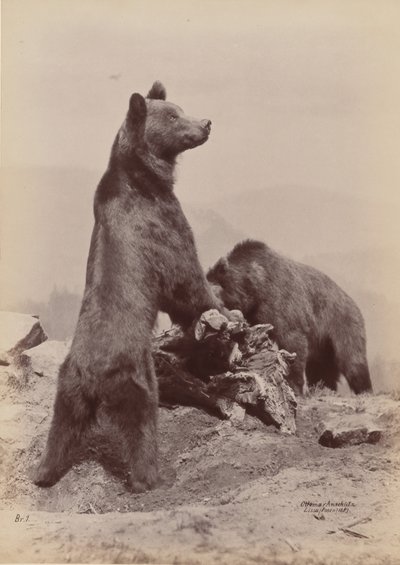 [Two Bears], 1889.    1208932   ja       japanese Successfully Translated  Original: The meeting of Diogenes of Sinope and Alexander the Great, 1784. Translat: The meeting of Diogenes of Sinope and Alexander the Great, 1784. 1159629 ja japanese Successfull 作： Ottomar Anschütz