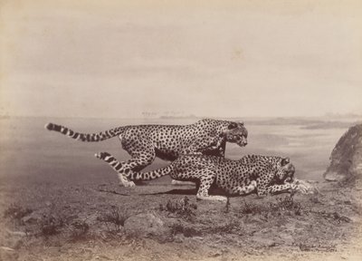 [2 頭のチーター]、1888 年。 作： Ottomar Anschütz