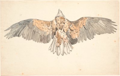 羽を広げたノスリの死骸 作： P.C. Skovgaard