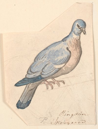 リング鳩。 作： P.C. Skovgaard