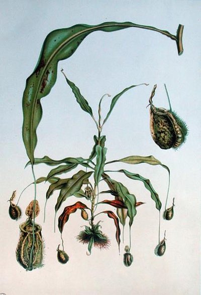 Nepenthes Hookeriana、E.Alphanoの「Les Promenades de Paris」からの植物図版、L.Stroobantの彫刻、1867-73年頃（カラーリトグラフ）。 作： P. (after) Lambotte
