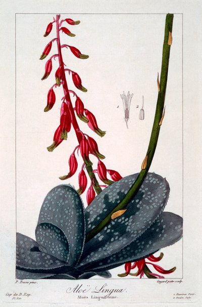 アロエタン、パブ。 1836年。 作： Panacre Bessa