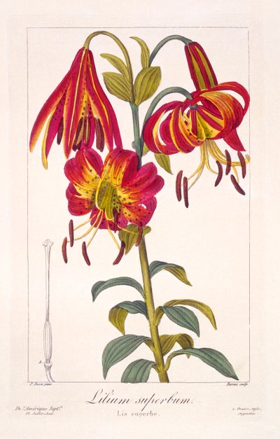 アメリカのタークスキャップ ユリ、パブ。 1836年。 作： Panacre Bessa