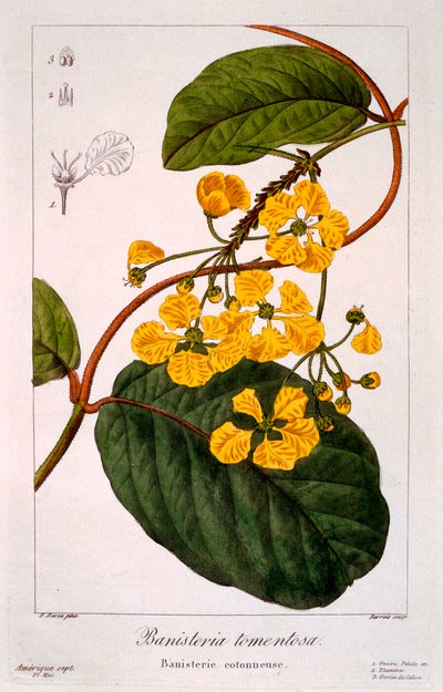Banisteria: B. ストーム、パブ。 1836年。 作： Panacre Bessa