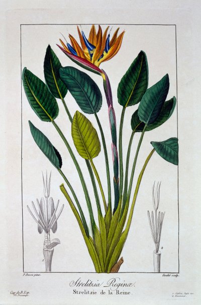 極楽鳥や鶴の花、パブ。 1836年。 作： Panacre Bessa