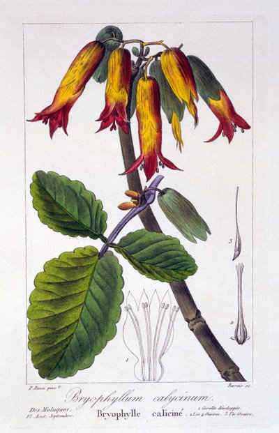 Bryophyllum calycinum、パブ。 1836年 作： Panacre Bessa
