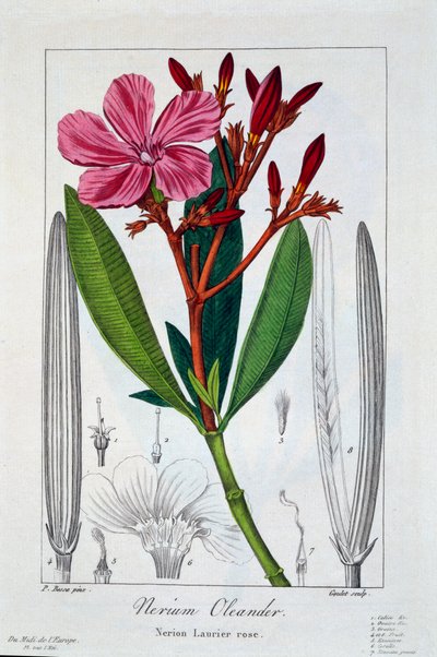 Nerium Oleander、パブ。 1836年。 作： Panacre Bessa
