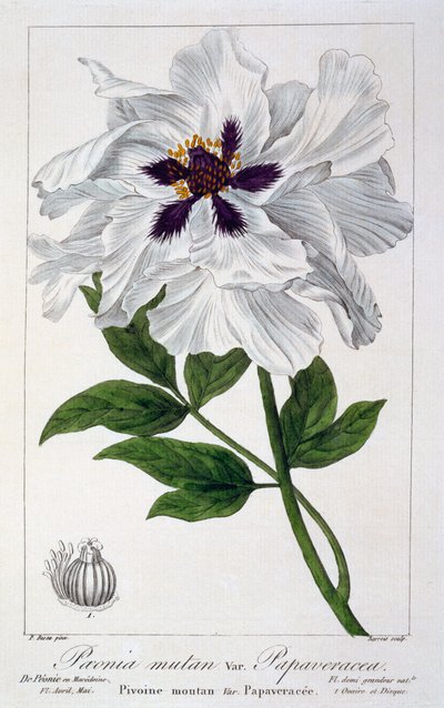 Paeonia Suffruticosa、パブ。 1836年。 作： Panacre Bessa